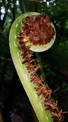 Cyathea costaricensis