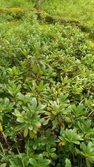 Rhododendron caucasicum