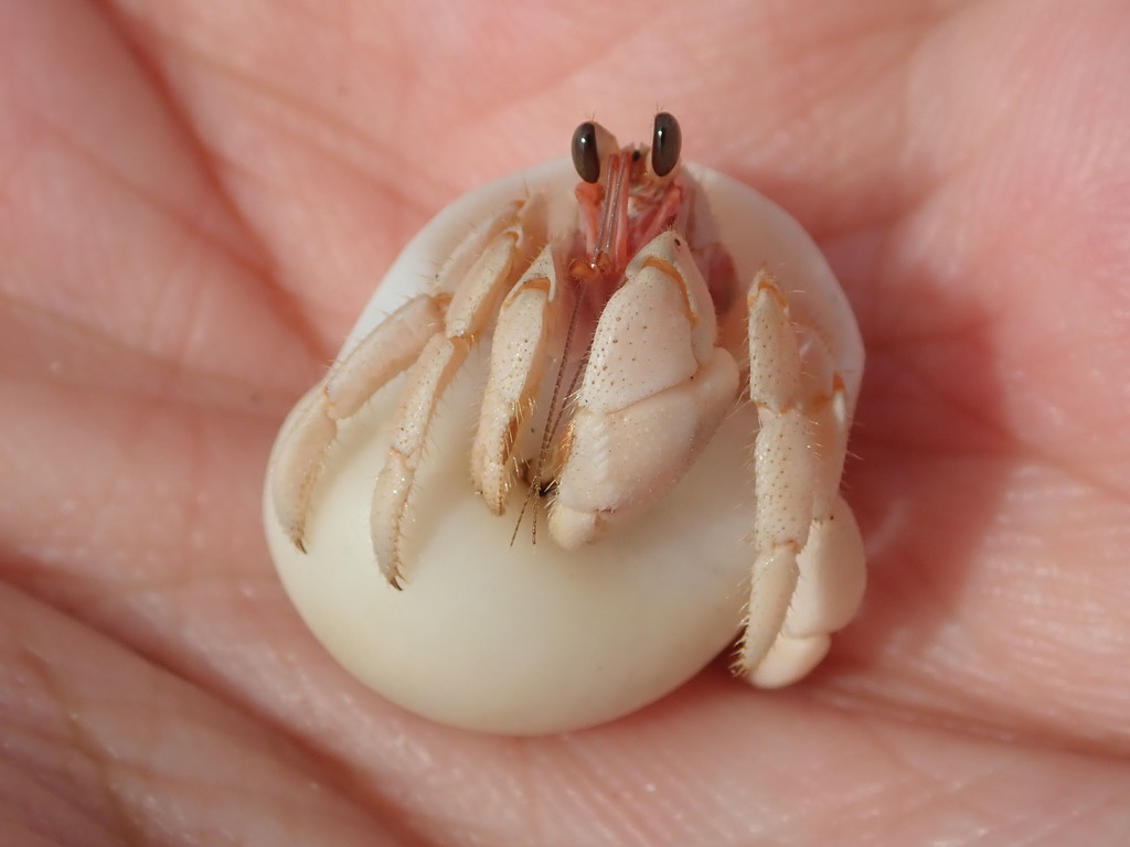 Tawny Hermit Crab (Coenobita rugosus) — recorded at Benoa Bay