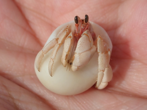 Tawny Hermit Crab