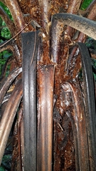 Cyathea costaricensis