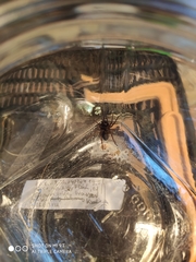 Callobius claustrarius