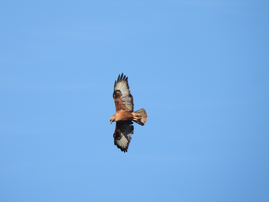 Common × Long-legged Buzzard