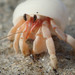 Tawny Hermit Crab - Photo (c) Franz Anthony, some rights reserved (CC BY-NC), uploaded by Franz Anthony