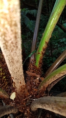 Cyathea costaricensis