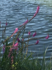 Lythrum salicaria