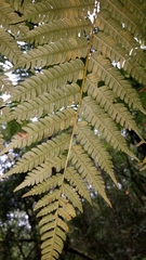 Cyathea costaricensis
