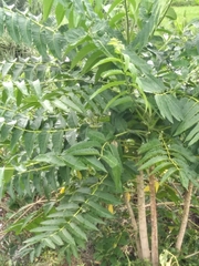 Ailanthus
