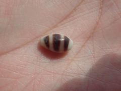 Palmadusta asellus