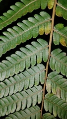 Cyathea costaricensis