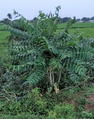 Ailanthus