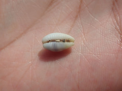 Palmadusta asellus