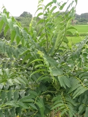 Ailanthus