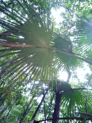 Satranala