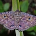 Granny's Cloak Moth - Photo (c) eyeweed, some rights reserved (CC BY-NC-ND)