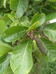 Madhuca longifolia