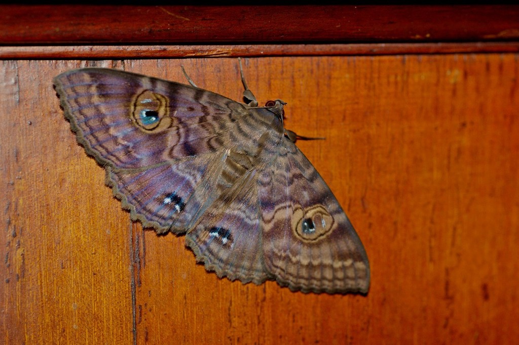 Granny's Cloak Moth