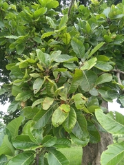 Madhuca longifolia