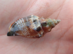 Canarium urceus