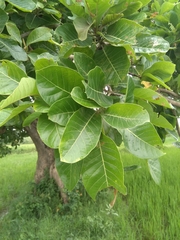 Madhuca longifolia
