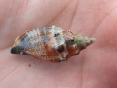 Canarium urceus