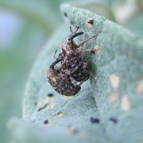 Photo of Buddleja weevil (Cleopus confusus)