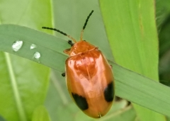 Oides palleata
