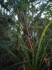Satranala