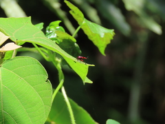 Paratrachelophorus nodicornis