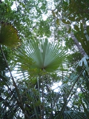 Satranala