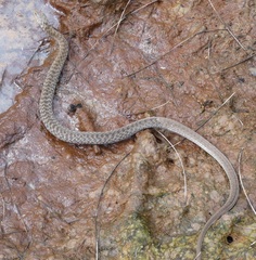 Mair's Keelback photo 5