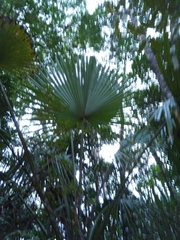 Satranala