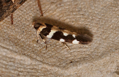 Macrobathra bigerella