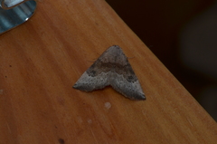 Mataeomera mesotaenia