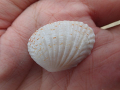 Gafrarium pectinatum