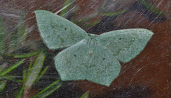 Maxates centrophylla