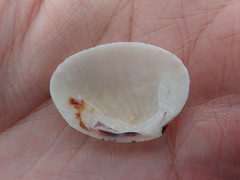 Gafrarium pectinatum