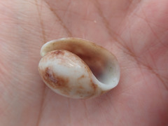 Bulla ampulla