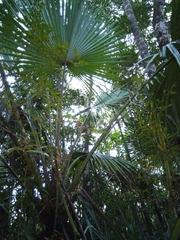 Satranala
