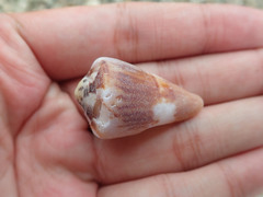 Conus vexillum