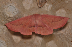 Monoctenia falernaria
