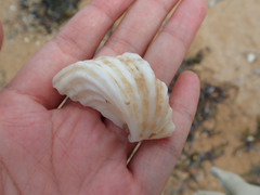 Hippopus