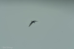 Phalacrocorax carbo hanedae