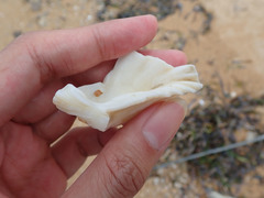 Hippopus
