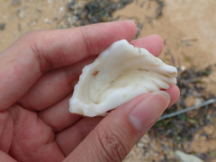 Hippopus