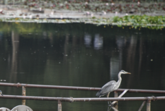 Ardea cinerea