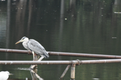 Ardea cinerea