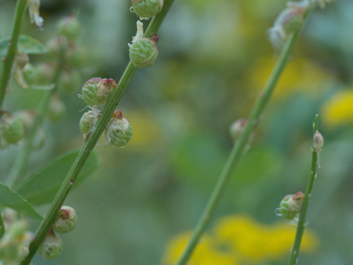 Melilotus italicus, photograph 6