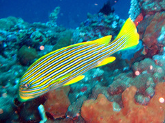 Plectorhinchus polytaenia