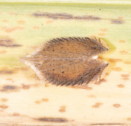 Lophops saccharicida, 2025-04-20
